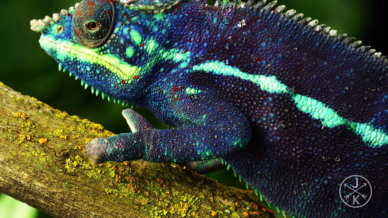Reptiles & Amphibians 8K HDR 60FPS (FUHD) DolbyVision | DB MEDIA