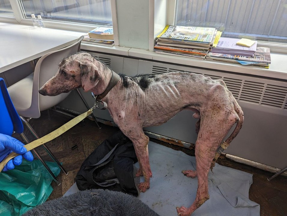 RSPCA reveal shocking increase in animal abandonments in South Yorkshire