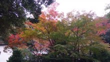 箕面山の紅葉2024