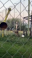 Le repas est servi pour ces léopards