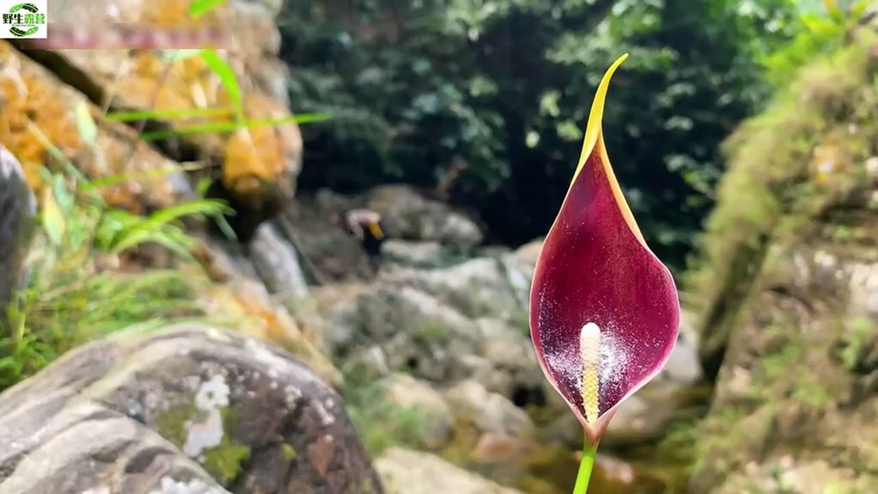 野生露营的-Wild camping 9