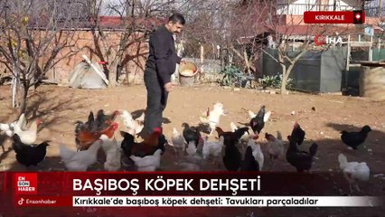 Kırıkkale'de başıboş köpek dehşeti