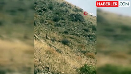 Yüksekova'da Akbabalar Sürü Halinde Görüntülendi