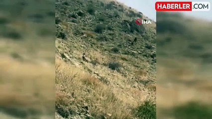 Yüksekova'da Akbabalar Sürü Halinde Görüntülendi
