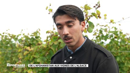 LES REPORTAGES DE LA REDACTION - Arrivé il y a 8 ans en France, Haroon Rahimi, réfugié afghan est aujourd'hui vigneron en Alsace