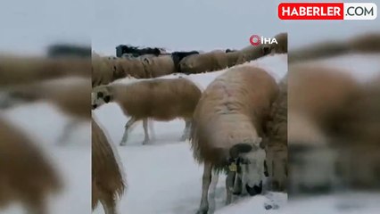 Tunceli'de Koyun Sürüleri Kar ve Tipiyle Mücadele Ediyor