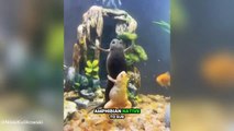 African Clawed Frogs_ The Perfect Aquarium Pets for Beginners!