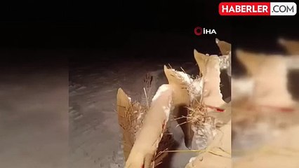 Kurtların Kış Sevinci: Sivas'ta Karla Oynayan Kurtlar