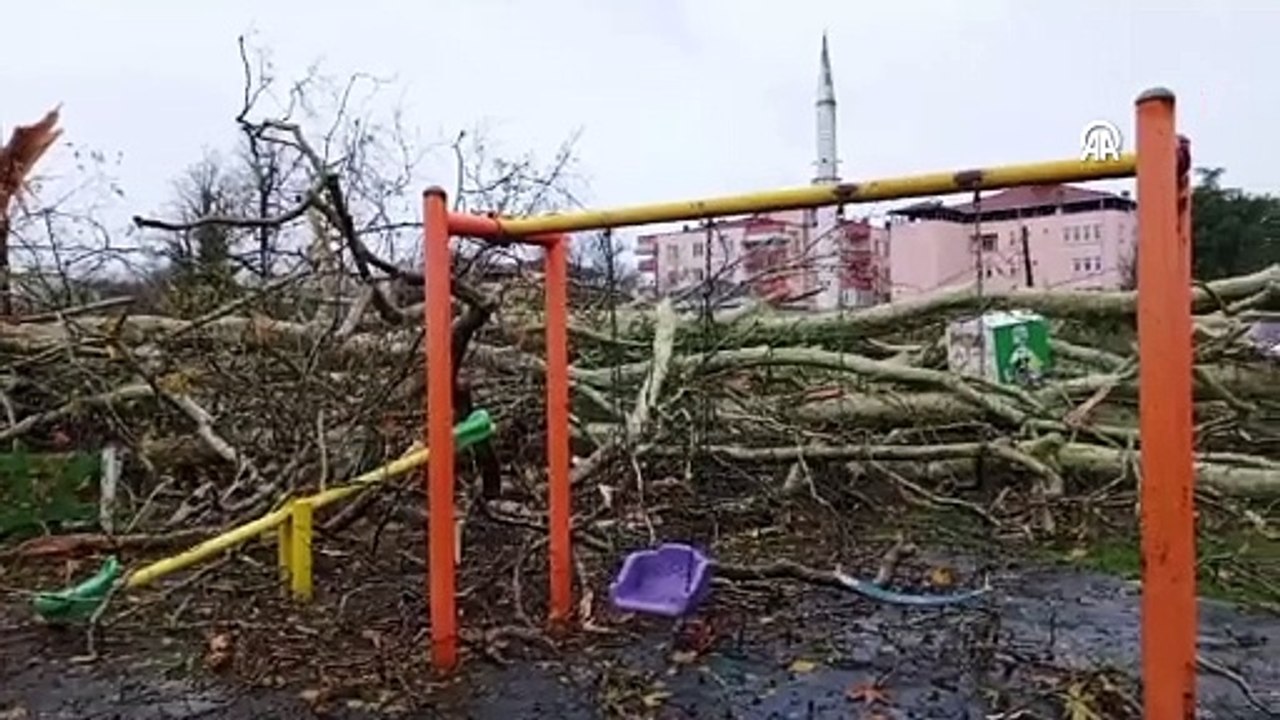 Fırtına ağaç devirdi