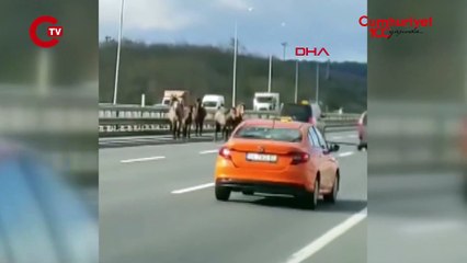 İstanbul’da başıboş atlar trafiği birbirine kattı