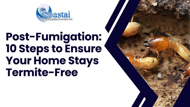 Post-Fumigation: 10 Steps to Ensure Your Home Stays Termite-Free
