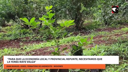 “Si no nos pagan el precio de la hoja verde que necesitamos, no vamos a levantar ni un kilo de cosecha”