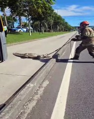 Jacaré é capturado na Avenida Ayrton Senna e interdita trânsito na Barra da Tijuca