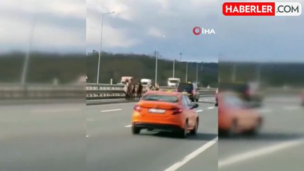 İstanbul Otoyolunda Başıboş Atlardan Trafik Kazası