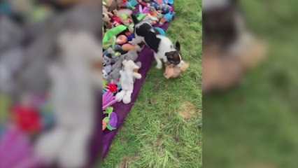 El curioso método para que los perros de un refugio elijan regalo de Navidad que emociona a las redes