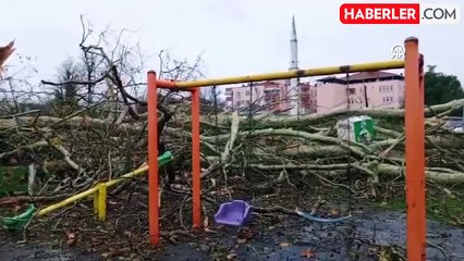 Samsun'da 650 Yaşındaki Anıt Çınar Ağaç Olumsuz Hava Koşullarında Devrildi