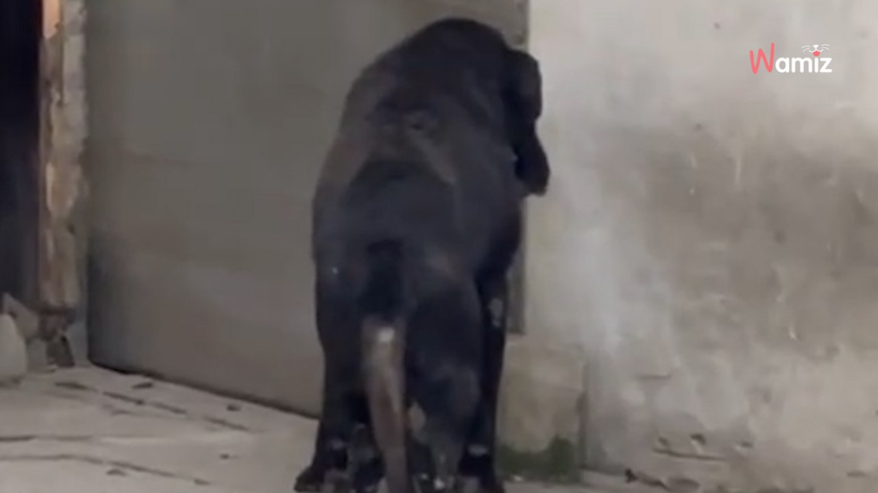 Île-de-France : une association vient en aide à un chien de 15 ans laissé sans soins et sans abri dehors