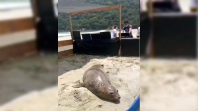 Elefante-marinho do Sul encalhado em praia de São Paulo volta ao mar