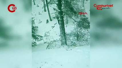 Kış uykusuna yatmayan bozayı ve yavrusu ormanda görüntülendi