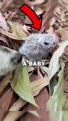 DOG FINDS BABY OWL! #animalstories #animals #animalrescue