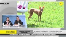 CUIDADOS DEL PERRO SIN PELO