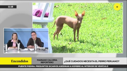 CUIDADOS DEL PERRO SIN PELO