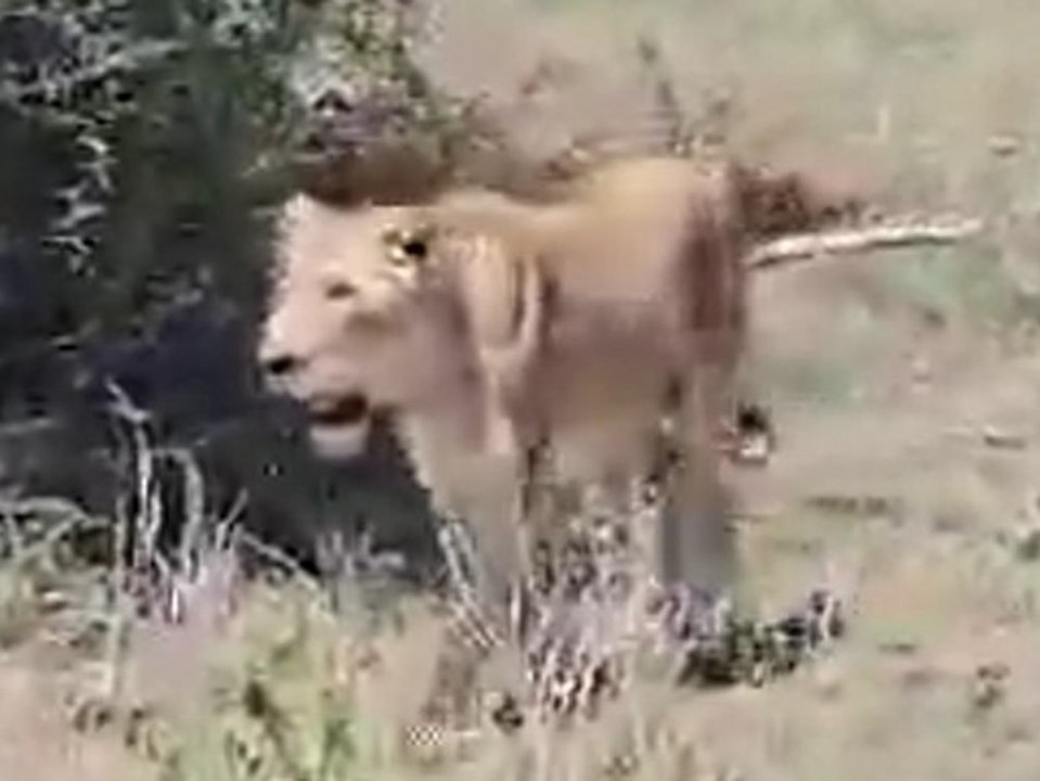 Toruisten wollen paviane beobachten - und treffen auf löwin