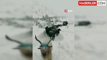 Artvin'de Besicinin Zorlu Kar Yolculuğu