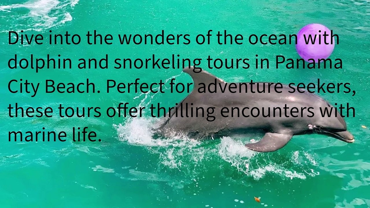Panama City Beach Dolphin Snorkeling Tours