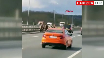 Arnavutköy'de 7 atın karayolundaki yolculuğu kazayla bitti