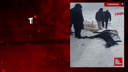 Karaman'da tipiye yakalanan hayvanlar telef oldu