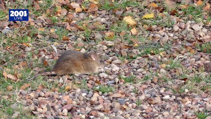 Sin venenos: Ahuyenta a los ratones sin poner en riesgo a tu familia