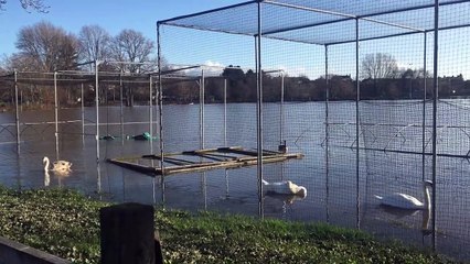 Swans swimming on Lydney cricket field