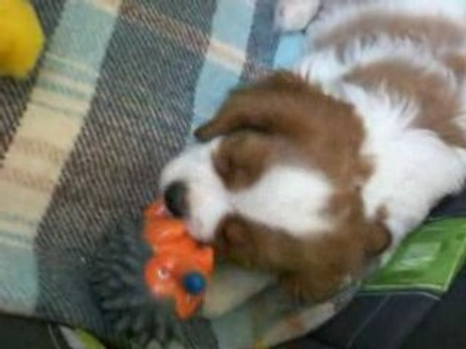 dread joue avec son hérisson