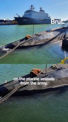 The story of Freya, the walrus