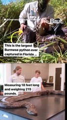 Largest Burmese python ever captured in Florida