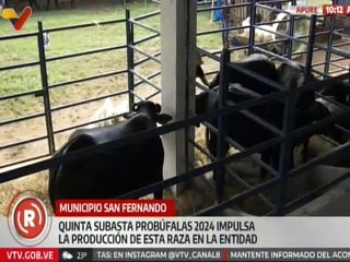 5ta. Exposubasta Probúfalas 2024 en el edo. Apure impulsa la ganadería bufalina en la entidad llanera