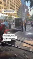 NYC horse collapses