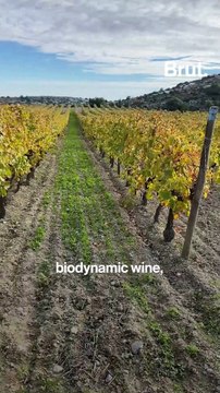 Winemaker explains the real difference between organic, biodynamic and vegan wines