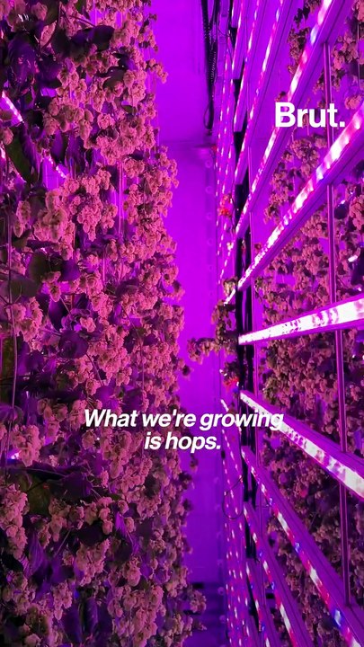 Meet the group saving your beer from climate change