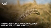 Produção de cerveja: colheita de cevada será melhor este ano no Brasil