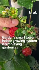 Tackling mental health with Gardyn's urban gardening
