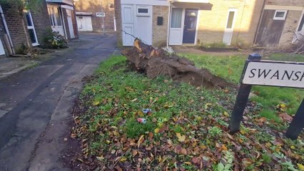 Aftermath of fallen tree in Peterborough