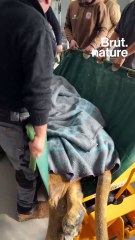 A rescued lion's last-chance operation