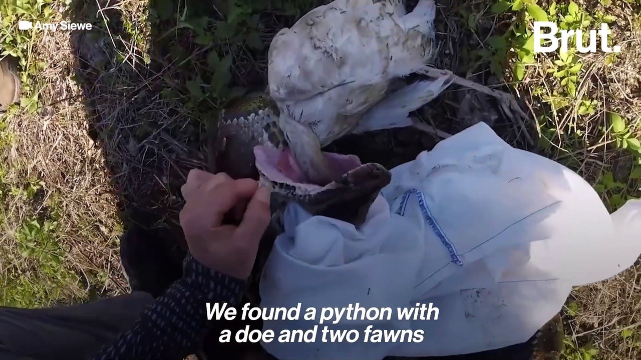 Documentary: Hunting pythons in Florida