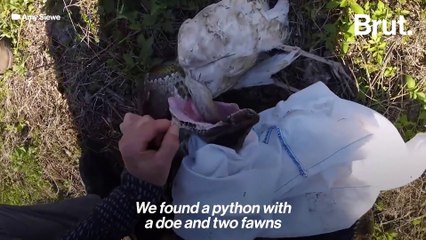 Documentary: Hunting pythons in Florida