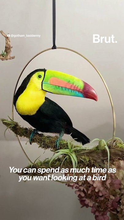 She brings dead animals to life – with taxidermy