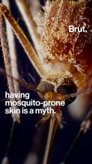 How mosquitoes select their targets