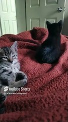 😺❤️ Gatitos de Bombay y Pernanca_ Amor, Juegos y Relajación Felina 🐾✨ #Shorts