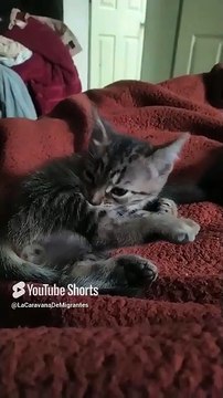 🐾😻 Gatitos de Bombay y Pernanca_ Juegos, Descanso y Momentos Felices en Familia 💖✨ #Shorts